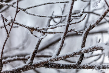 cold branches close up

