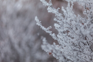profile of frost on branches