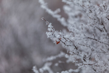 leaf on a frosty branch