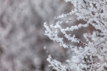 frost on branches