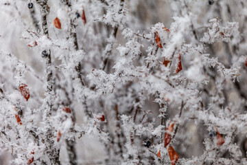 frost on bush