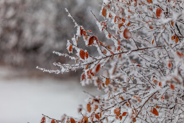 snow covered branches of tree