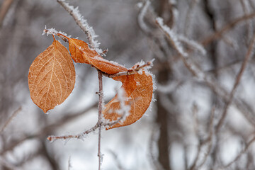 leaves in snow