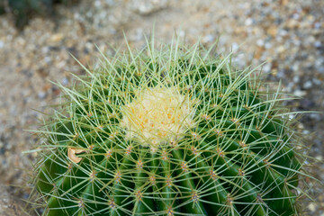 Close up of lush spherical cactus and thorns