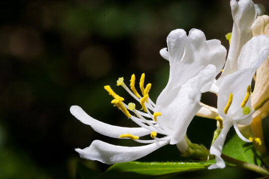 A single white honeysuckle flower blossom, with with petals, is photographed close up in the spring woods.