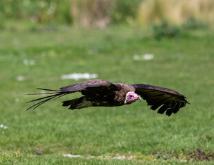 African vulture in flight.