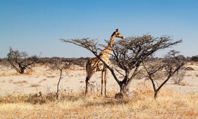 Giraffe behind a tree in Etosha National Park, Namibia