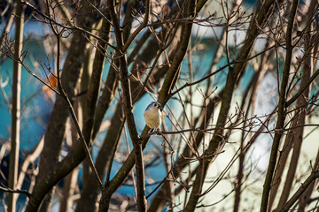 Tufted Titmouse Bird On A Tree Branch
