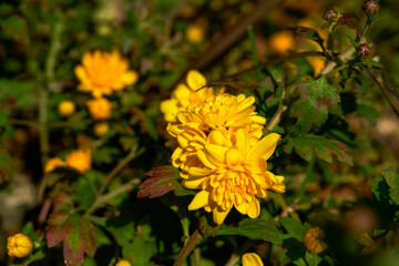 Closeup of a blooming yellow chrysanthemum