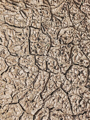 Small green plants growing out of the cracked soil