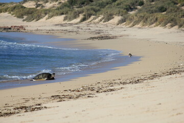 Green Sea Turtles resting on a beach during breeding season in the Ningaloo reef, Western Australia 