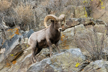 Bighorn Sheep Waterton