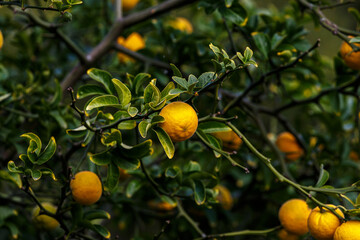 Tropical fruits on tree in garden