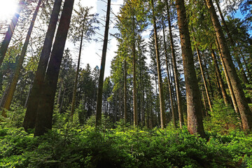 Ein grüner Wald in Bayern im Gegenlicht der Sonne