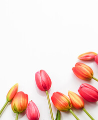 Bouquet of tulips on a white background with leaves. copy space area