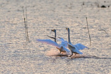 夕日を浴びながら飛ぶ二羽のハクチョウの着水シーン