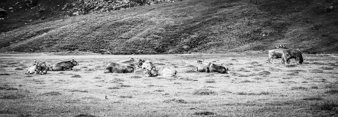 The Swiss Alps at Melchsee Frutt - travel photography