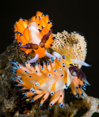 Nudibranch (sea slug) - Favorinus tsuruganus. Macro underwater world of Tulamben, Bali, Indonesia.