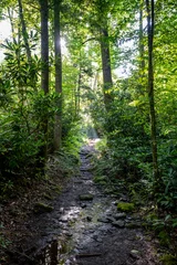 Tuinposter Bosweg Shaft of Light On Trail  © kellyvandellen