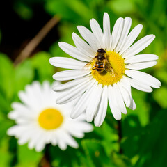 Bee collecting nectar from daisy