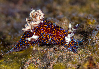 Nudibranch (sea slug) - Trapania miltabrancha. Macro underwater world of Tulamben, Bali, Indonesia.	