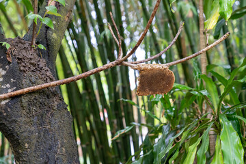 Honeycomb are created and hung on the tree branch.