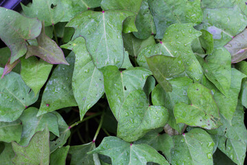 sweet potato leaves in the organic garden in spring