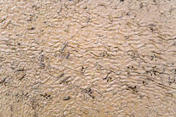dried and cracked mud with a trail of many birds