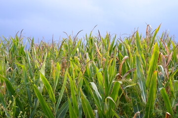 Cornstalks growing in field close-up.