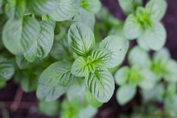 Fototapeta na wymiar mint leaves in the organic garden plant