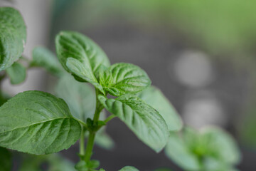 mint leaves in the organic garden plant