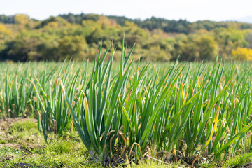 田舎のネギ畑