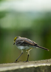 posing bird 
