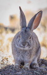 rabbit in the snow