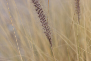 Fototapeta premium ears of wheat