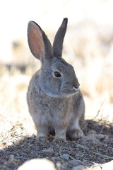 rabbit on the beach