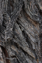 bark of a tree