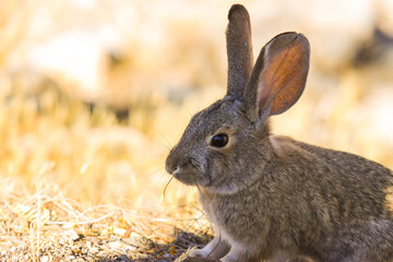 Fototapeta premium rabbit on the ground