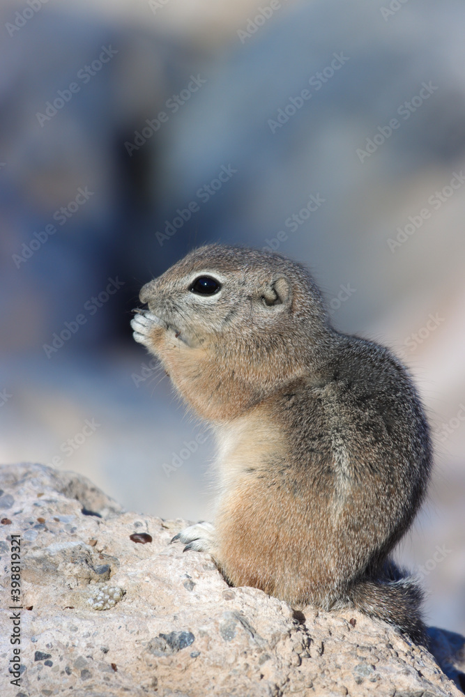 Wall mural chipmunk on the rock