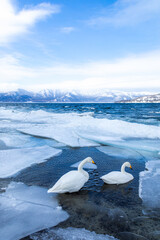 雪山とハクチョウ