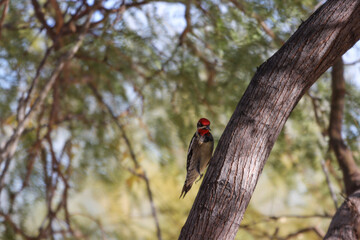 woodpecker on tree