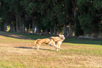 世界の名犬牧場／ゴールデンレトニエル