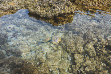 Reef triggerfish，Kuilima Cove Snorkeling, North shore of Oahu island, Hawaii