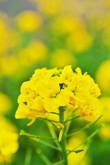 菜の花畑をよーく見ると
