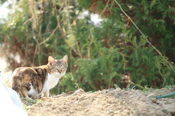 振返った猫