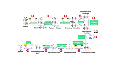 Glycolysis [Biochemistry]
