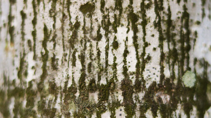bark background