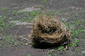 An empty bird nest  on the ground