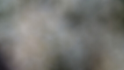 The white flowers are used in auspicious events with white petals and the stamens are blurred yellow, white, gray and light green.