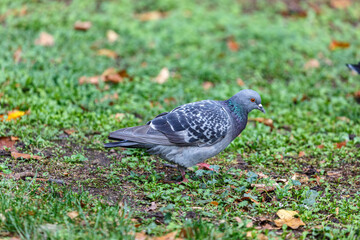 Pigeon walking on the grass in park